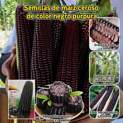 Semillas de Maíz Morado – Ideal para Todo Tipo de Clima
