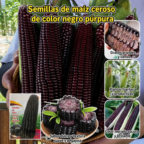 Semillas de Maíz Morado – Ideal para Todo Tipo de Clima