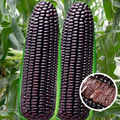 Semillas de Maíz Morado – Ideal para Todo Tipo de Clima
