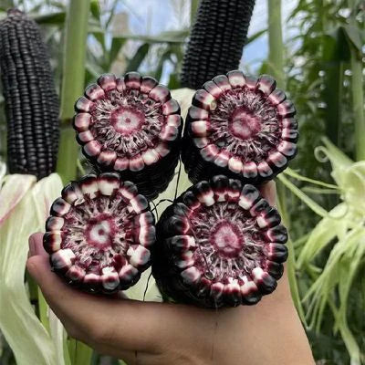 Semillas de Maíz Morado – Ideal para Todo Tipo de Clima