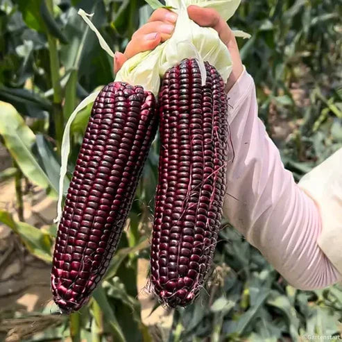 Semillas de Maíz Morado – Ideal para Todo Tipo de Clima