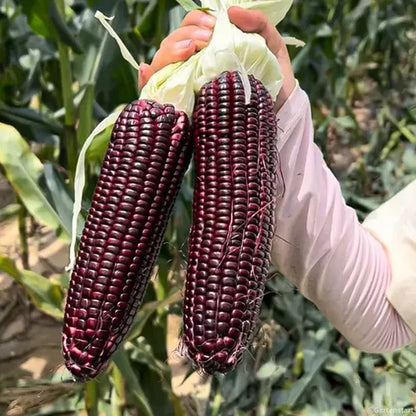 Semillas de Maíz Morado – Ideal para Todo Tipo de Clima